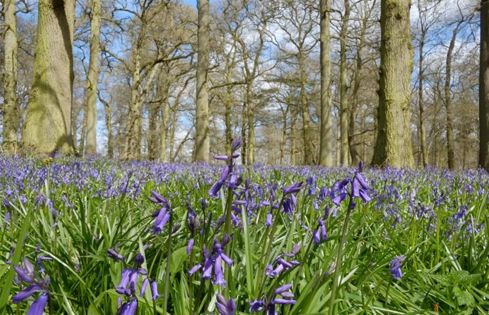 Local Area: Bluebell walk at nearby Blickling Hall  at Hare Cottage, Bodham near Holt