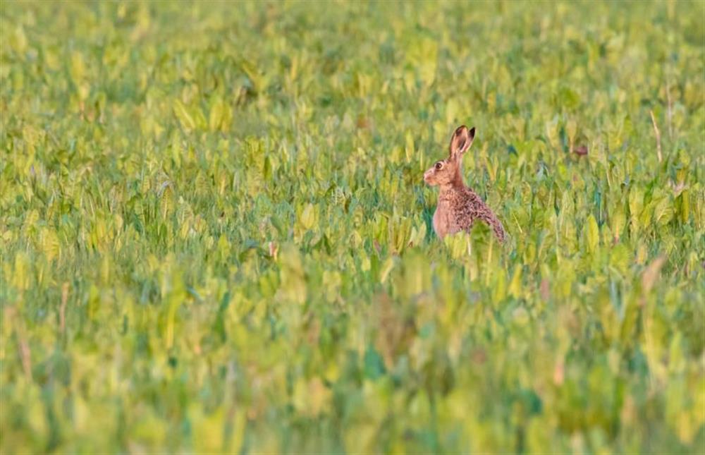 Friendly neighbours!