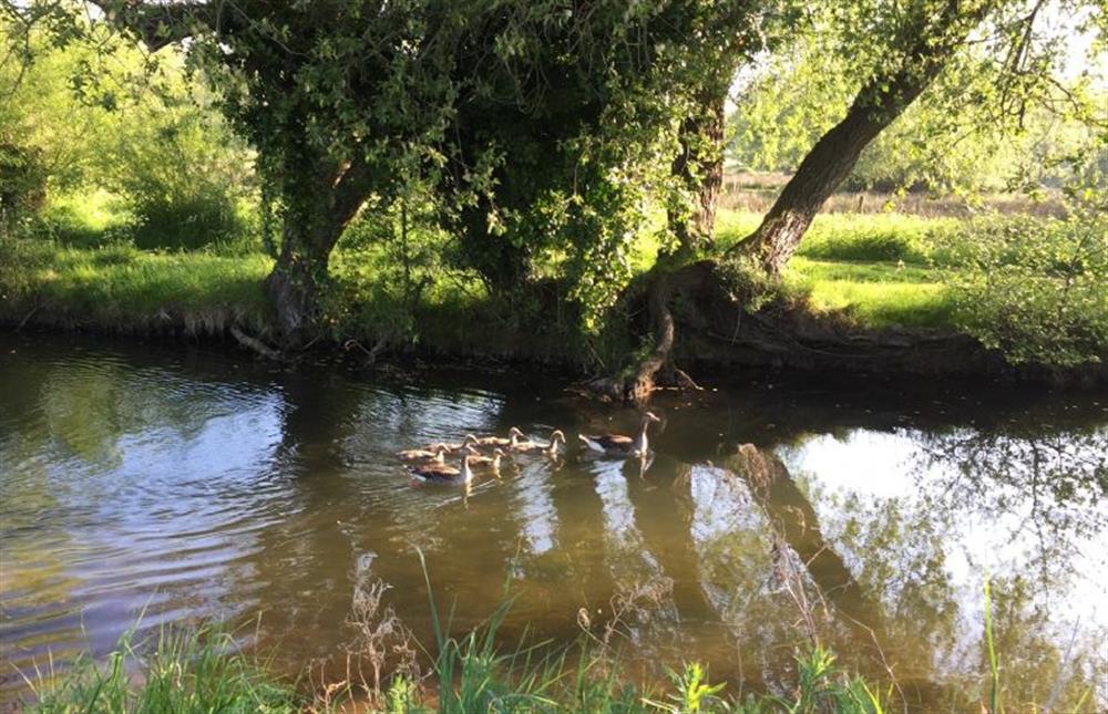 A family of geese on the townfts River Wensum at Harp Garden, Fakenham