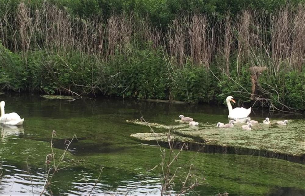 Swans set up home on the river that runs through Fakenham at Harp Garden, Fakenham