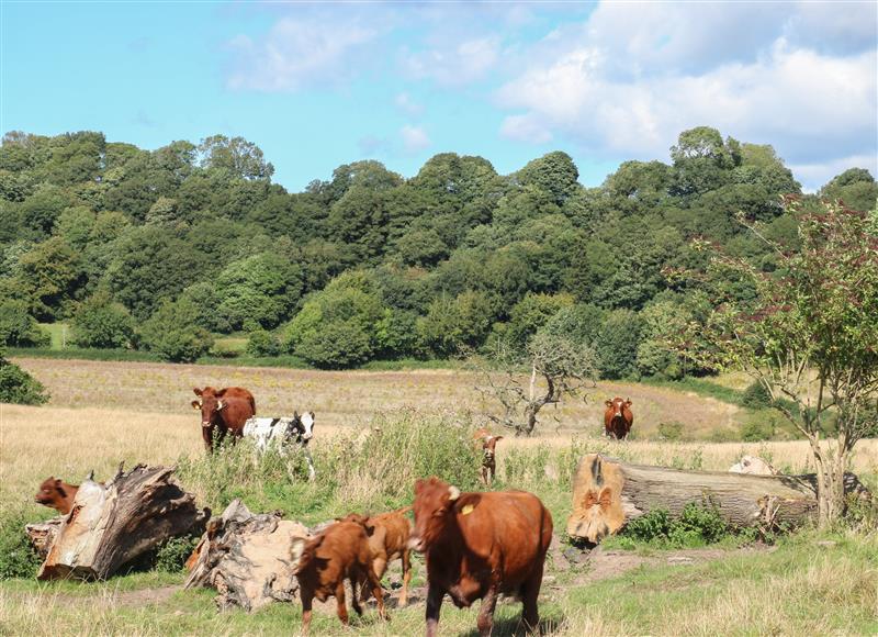 Rural landscape