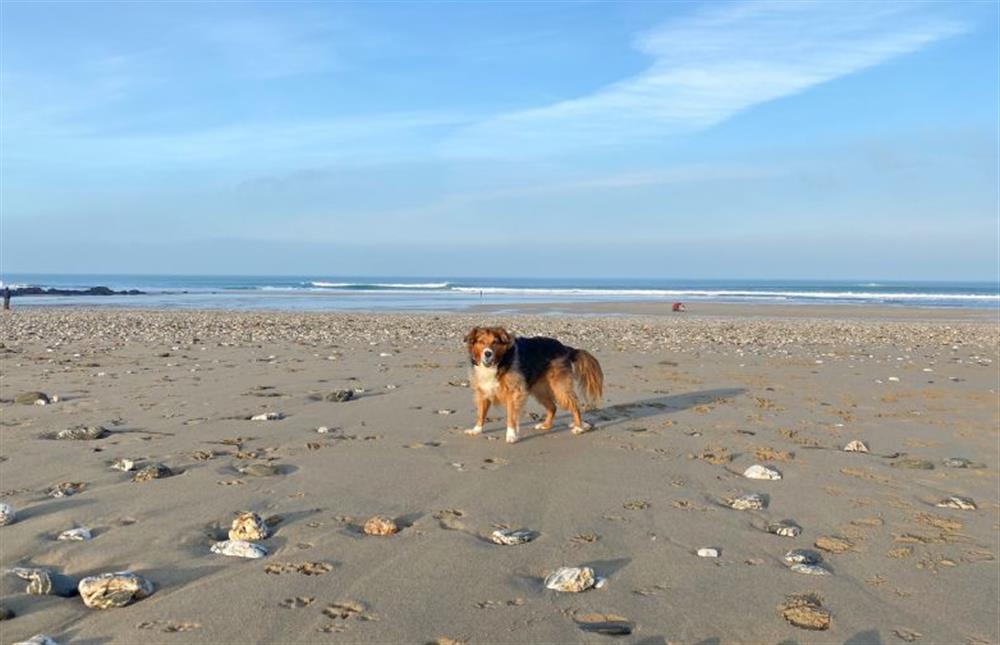 Porthtowan boasts a dog friendly beach from 1st October to Easter and before 8 a.m. and after 7 p.m. between Easter and 30th September.
