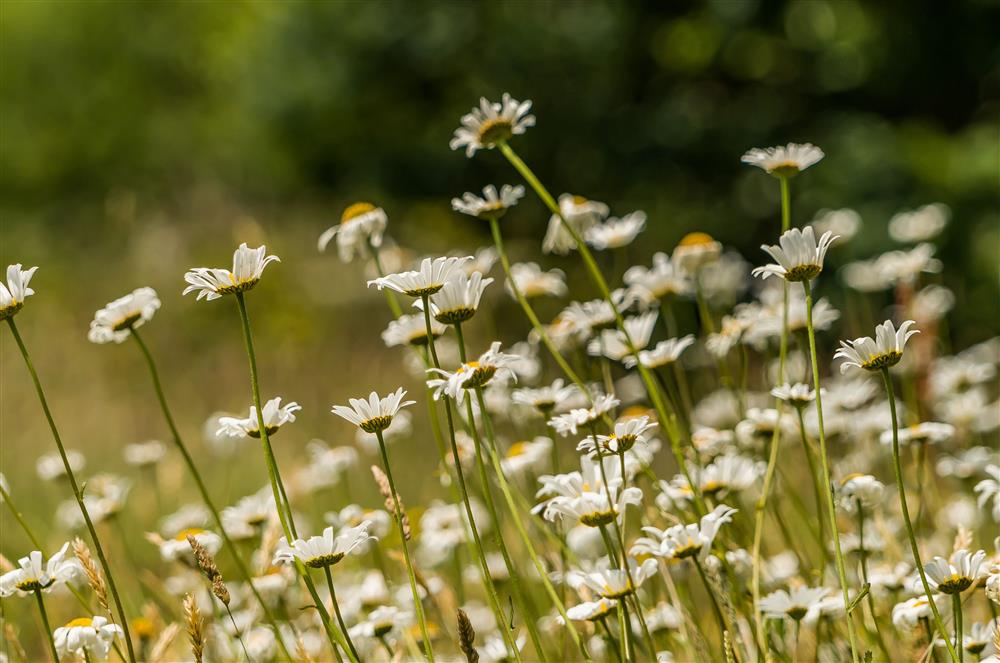 The wild flower meadow is a beautiful and peaceful spot at Hayloft Cottage, Totnes