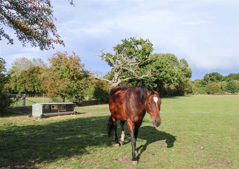 Enjoy the garden at Hayloft, Ipswich