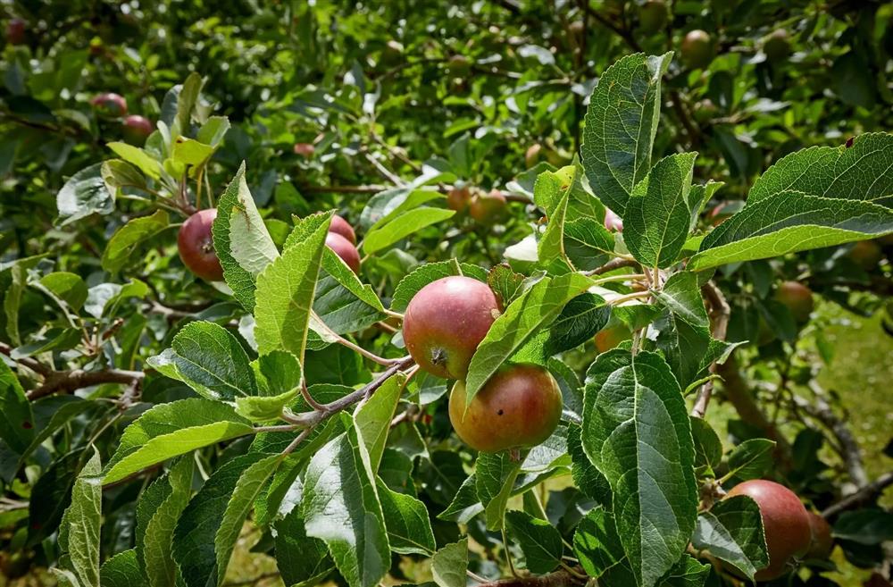 Apple trees