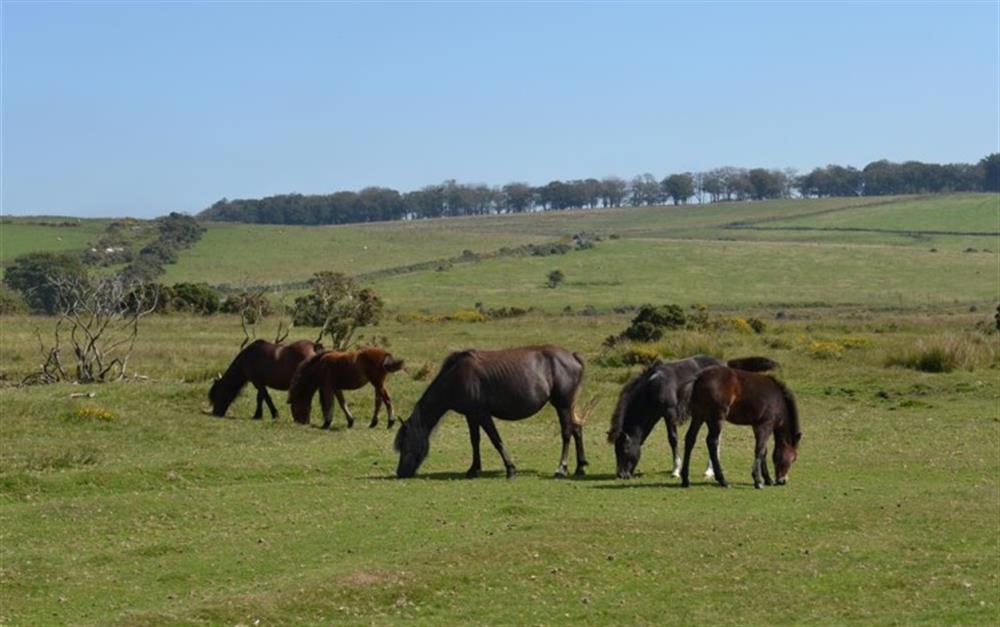 Dartmoor ponies. at Haytor View in Haytor