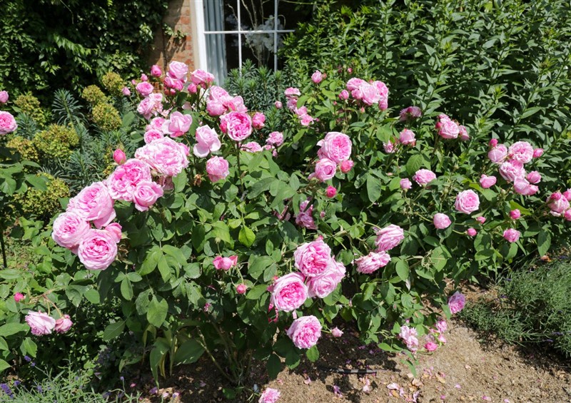 The garden (photo 2) at Hazel, Elcot near Kintbury