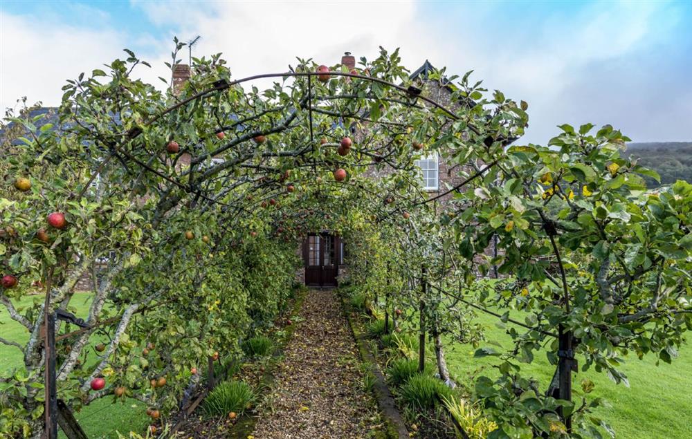 Hearn Lodge has its own apple tunnel and an adjacent walled garden at Hearn Lodge, Bishops Lydeard