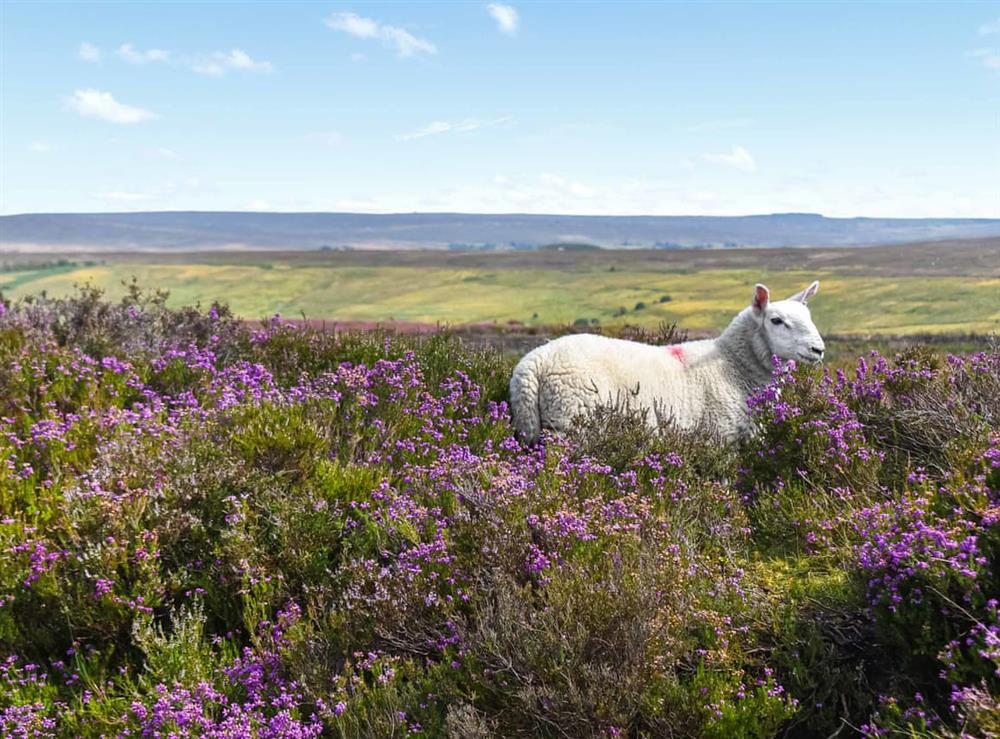 Surrounding area at Heather View Lodge in Rosedale East, near Pickering, North Yorkshire