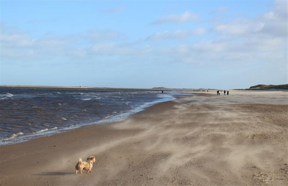 Dogs love the beach at Brancaster at Hedgerows, Burnham Market near Kings Lynn