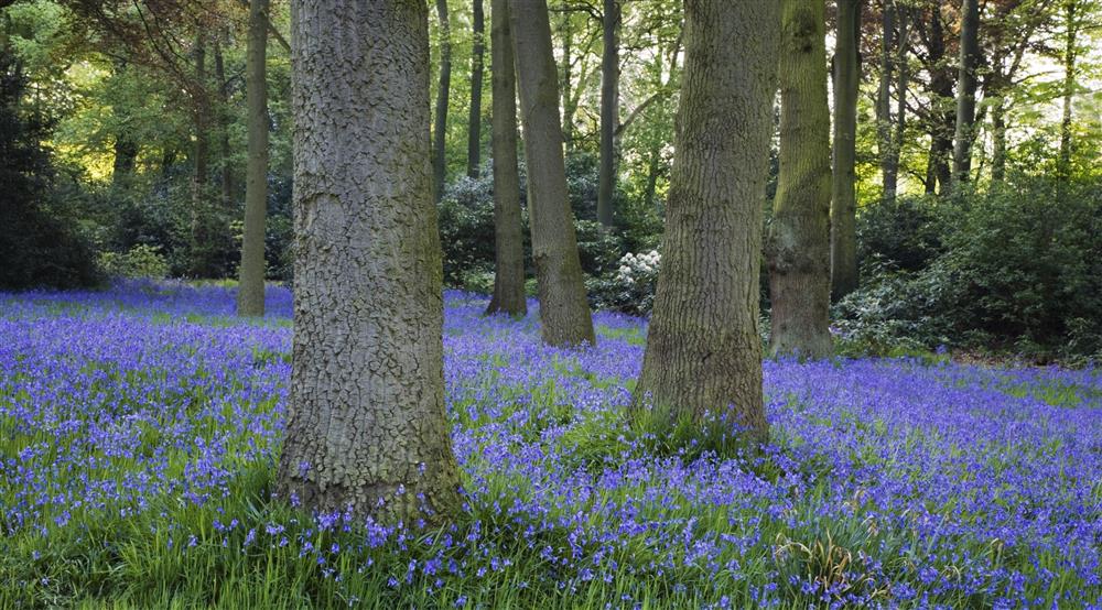 A carpet of bluebells in a woodland