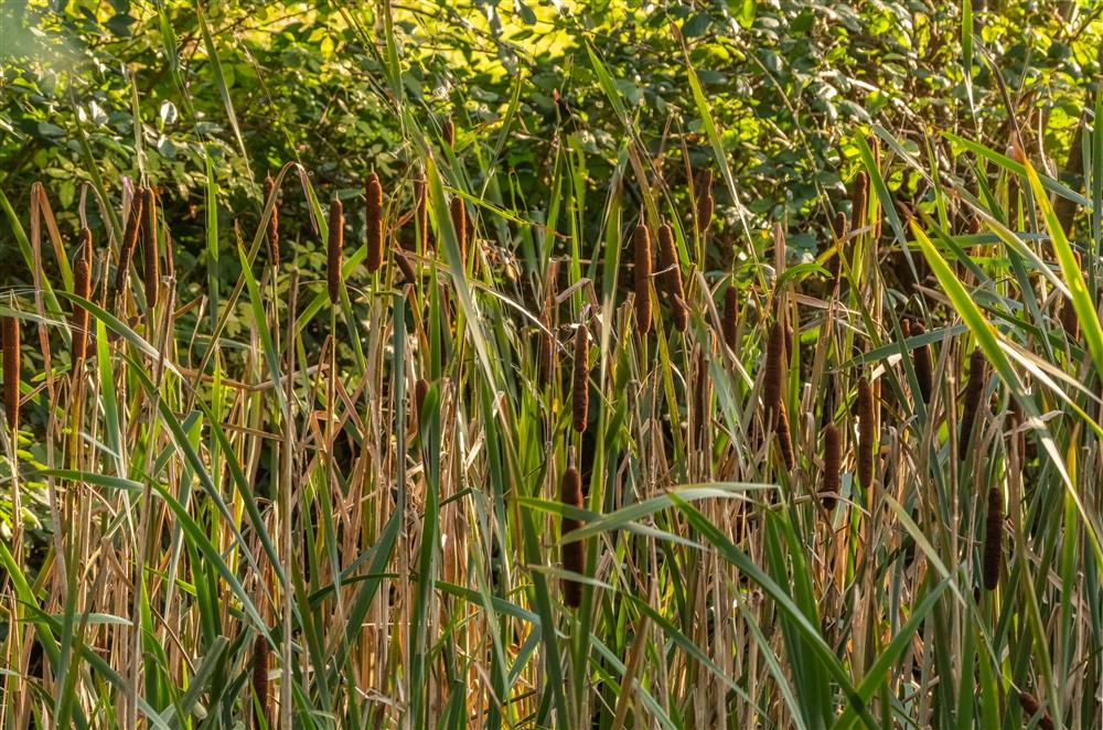 Reed growing wildly next to the pond at Hensill Farmhouse, Hawkhurst
