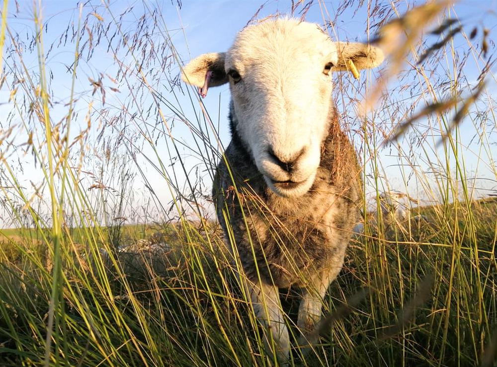 ’Hetty’ the sheep at Herdwick Barn in Leek, Staffordshire