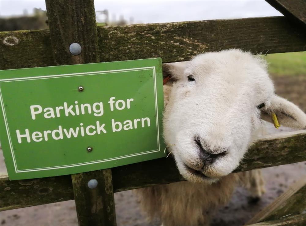 Parking - Droopsy to welcome you at Herdwick Barn in Leek, Staffordshire