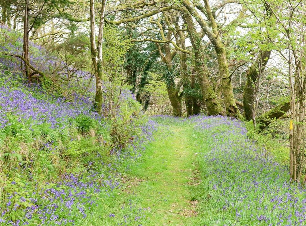 Bluebell Woods at Hewish at The Linhay, 