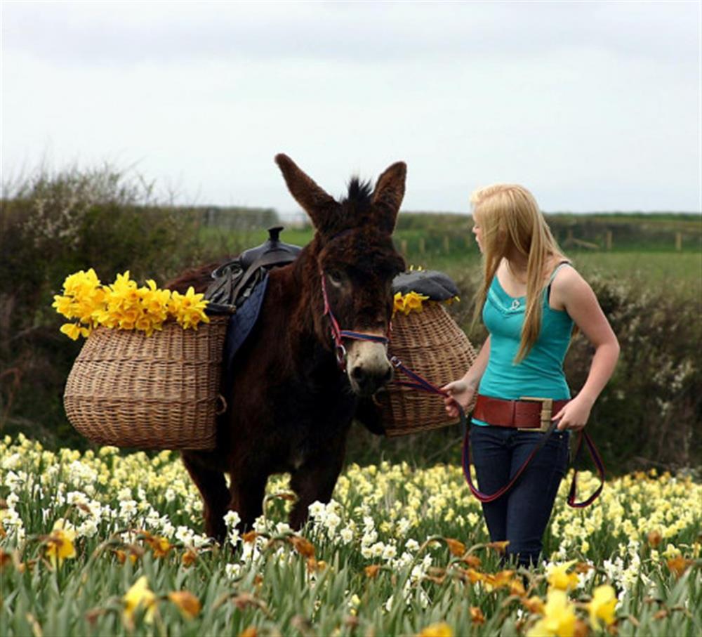 Daffs and donkey's. at High House Farm East Wing in East Portlemouth