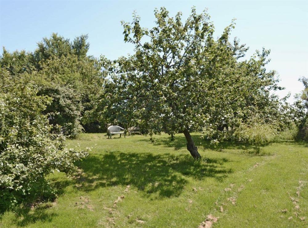 Orchard at High House Holiday Cottage in Hooe, near Battle, E. Sussex., East Sussex
