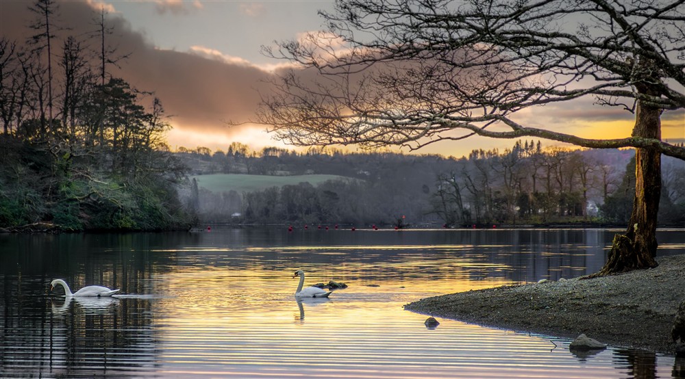 Swans swimming on Lake Windermere, Cumbria at High Strawberry Gardens in Near Hawkshead, Cumbria