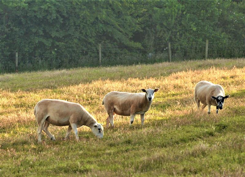 Rural landscape (photo 3) at Higher Norton Barn, East Allington