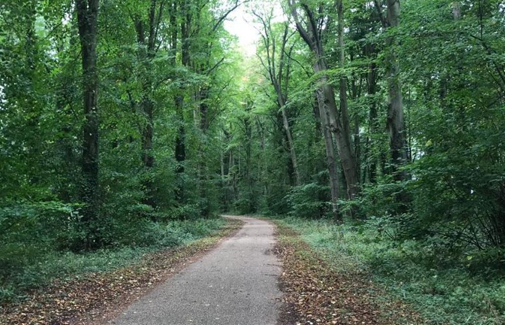 Explore Holkham pine woods and parkland at Holkham Skies, Wells-next-the-Sea