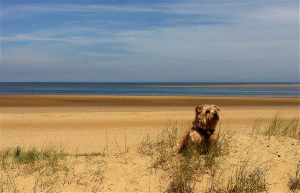 Wells beach is dog-friendly and only a short five minute drive away at Holkham Skies, Wells-next-the-Sea