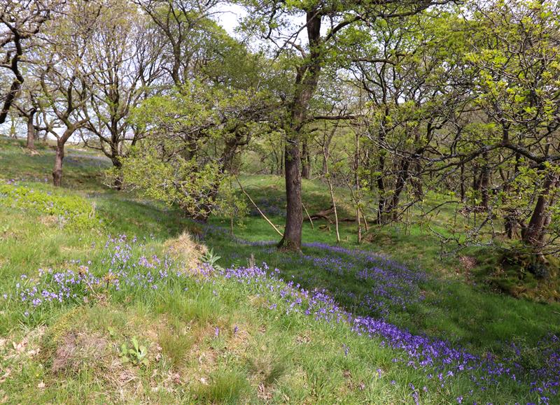 The setting of Hollybush Lodge