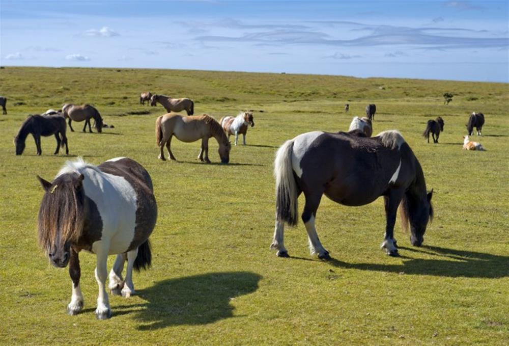 The friendly Dartmoor ponies. at Holne Chase Grooms Cottage in Ashburton
