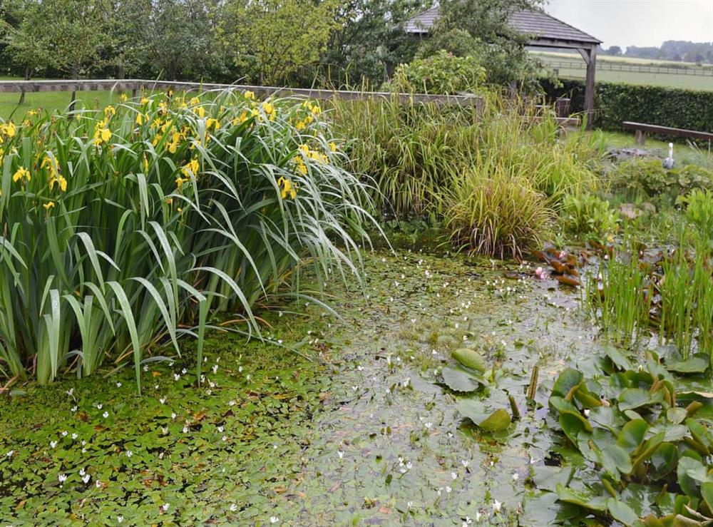 The pond in the grounds is a haven for wildlife at Cozy Cottage, 