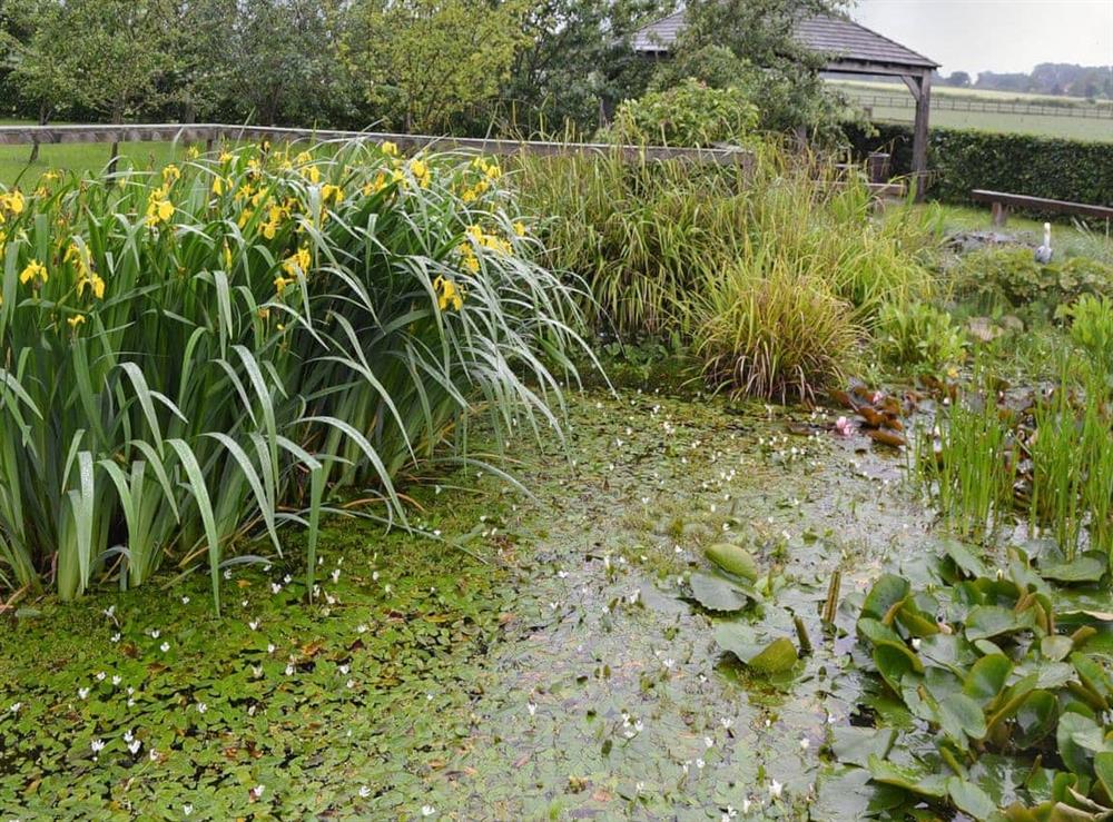 The pond in the grounds is a haven for wildlife at Field View Cottage, 