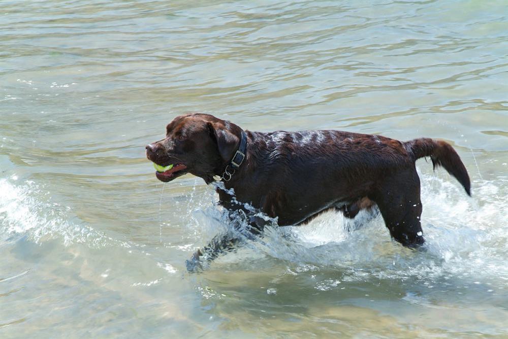 This property accepts one well behaved dog at Honeysuckle Cottage in Bigbury, Kingsbridge