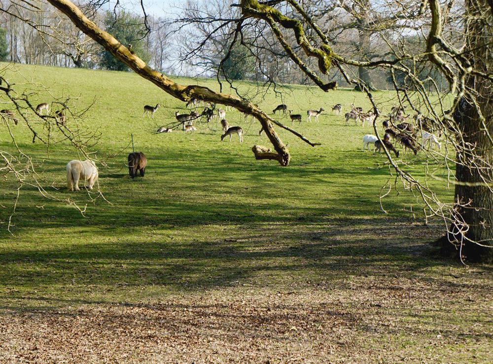 Surrounding fields and woodland full wildlife, including herds of deer at Horncombe Stables in Ardingly, near Haywards Heath, Sussex, West Sussex