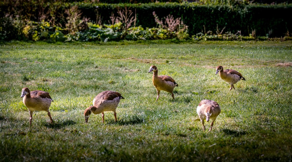 The gardens (photo 2) at Ickworth Gardens House in Bury St Edmunds, Suffolk