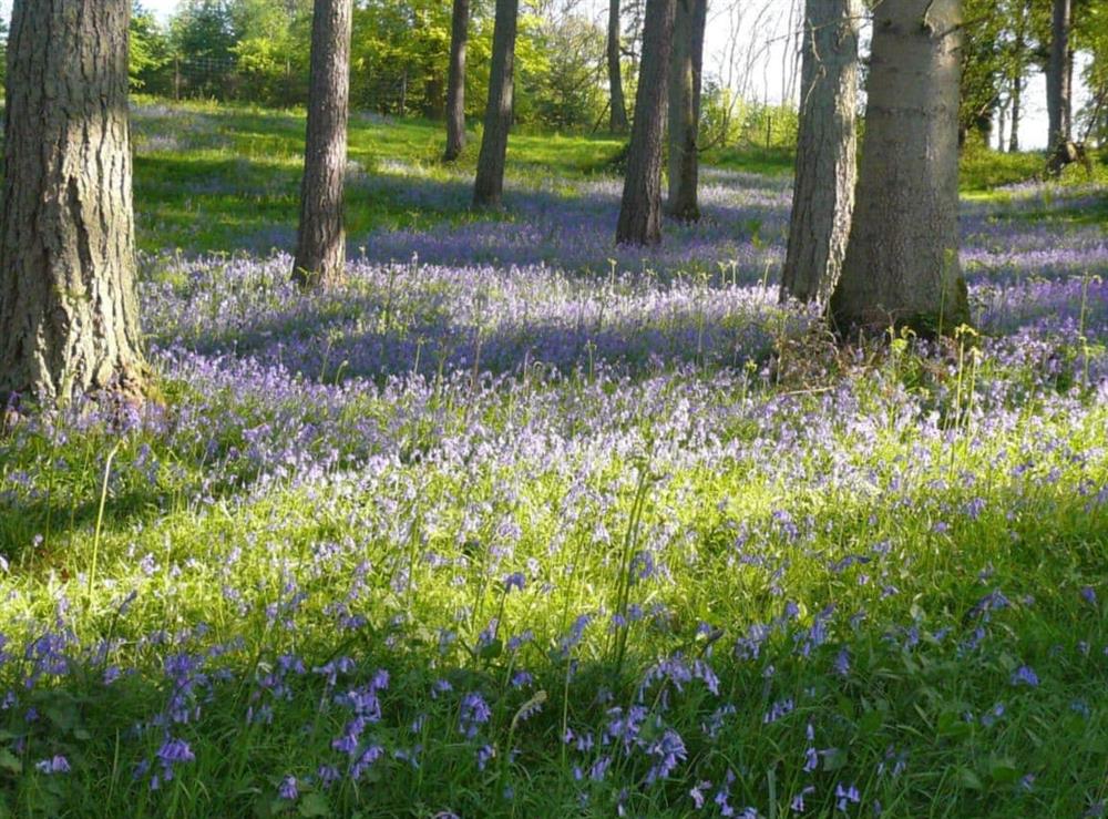Bluebells in Chedworth Woods at Ivy Cottage in Chedworth, near Cheltenham, Gloucestershire