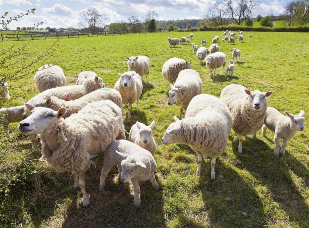 During spring lambing takes place throughout Chedworth at Ivy Cottage in Chedworth, near Cheltenham, Gloucestershire