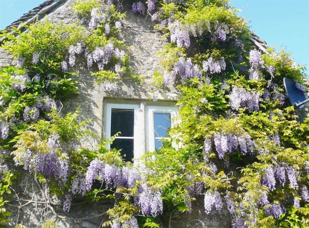 Wisteria at Ivy Cottage at Ivy Cottage in Chedworth, near Cheltenham, Gloucestershire