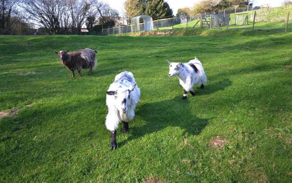 Ixworth Goats.  The farm is in a rural setting.   at Ixworth Cottage in Ottery St Mary
