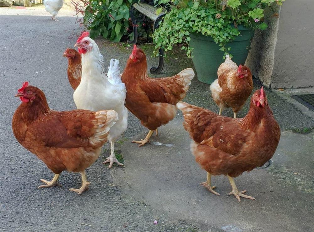 Owners friendly free range chickens which wander freely at Jemimas Cottage in Bassenthwaite, Cumbria