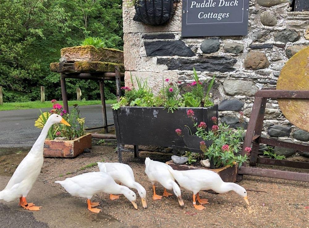 Owners Puddle Ducks which wander freely at Jemimas Cottage in Bassenthwaite, Cumbria