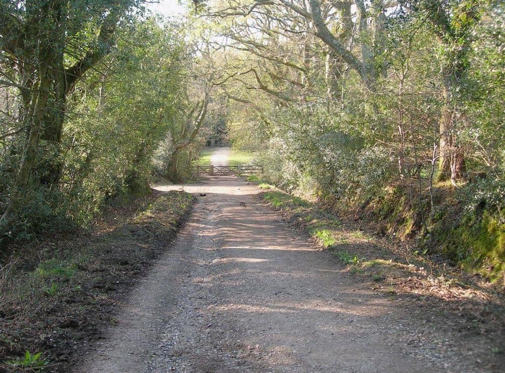 Pathway from Adlams Lane to neighbouring forest at Keith Cottage in Sway, near Lymington, Hampshire