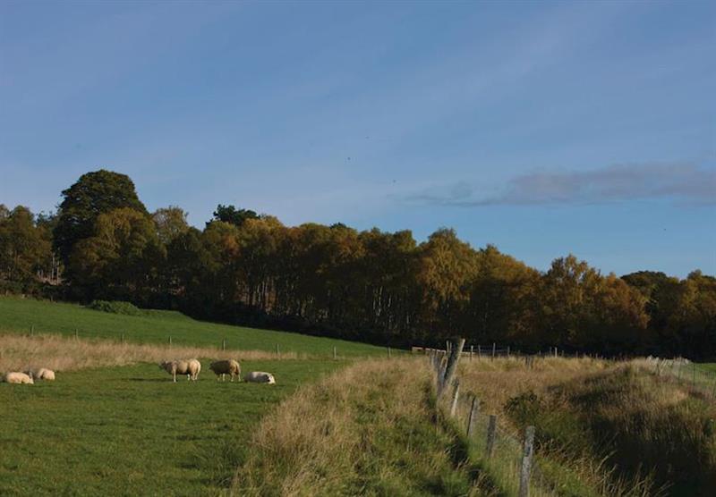 Rural surroundings at Kessock Highland Lodges in Inverness-Shire, Scotland