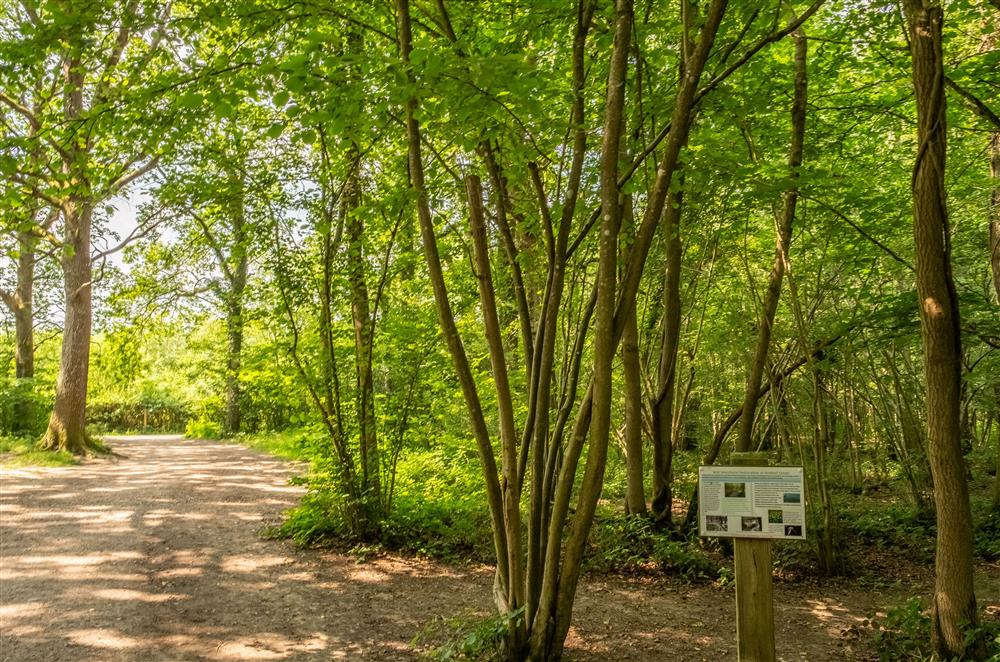 Ashdown Forest