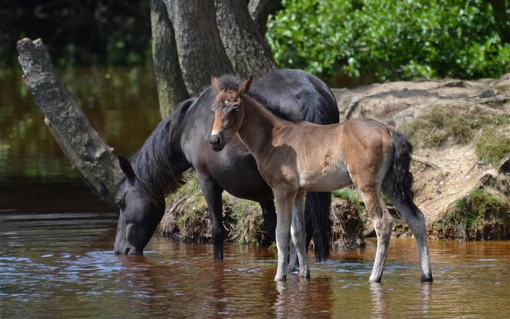 New Forest Ponies at Kingscliffe Cottage in Bashley
