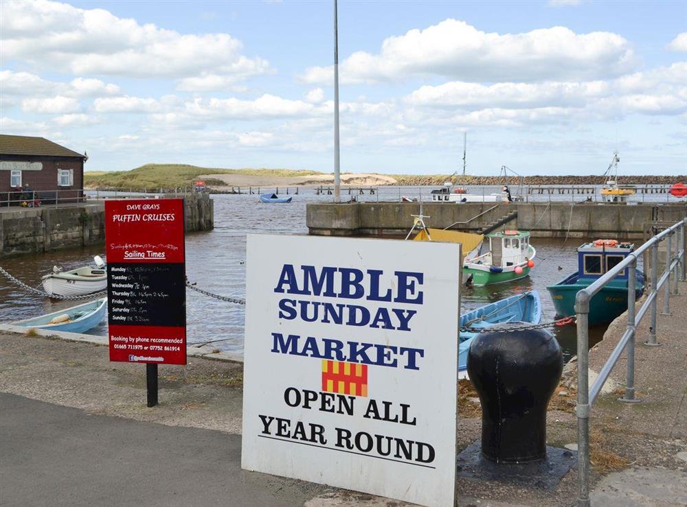 Photos of Kittiwakes, Amble, Northumberland