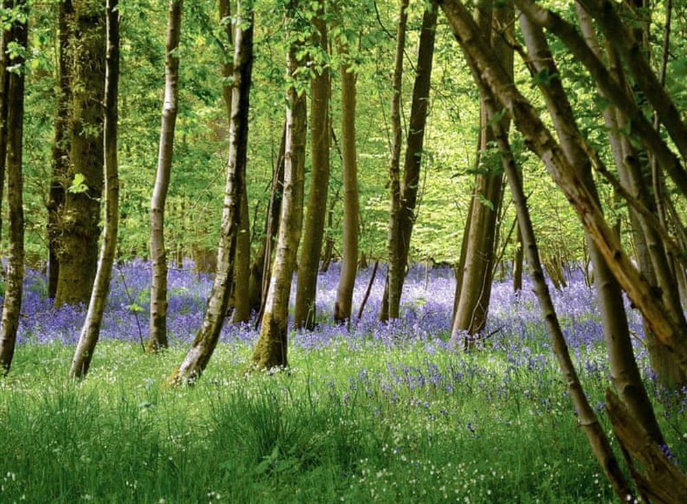 Bluebell in woods