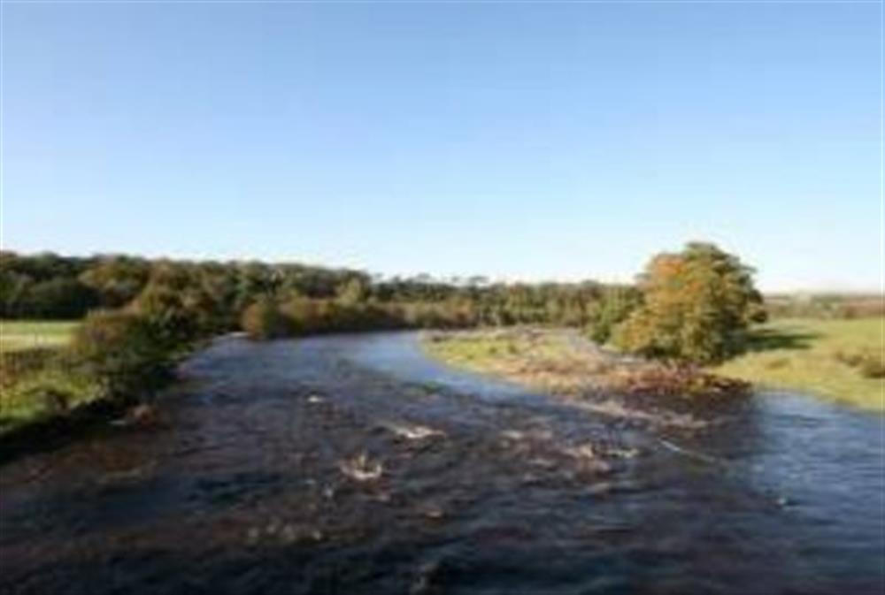 River at Lambley Farm Kingfisher in Brampton, Cumbria
