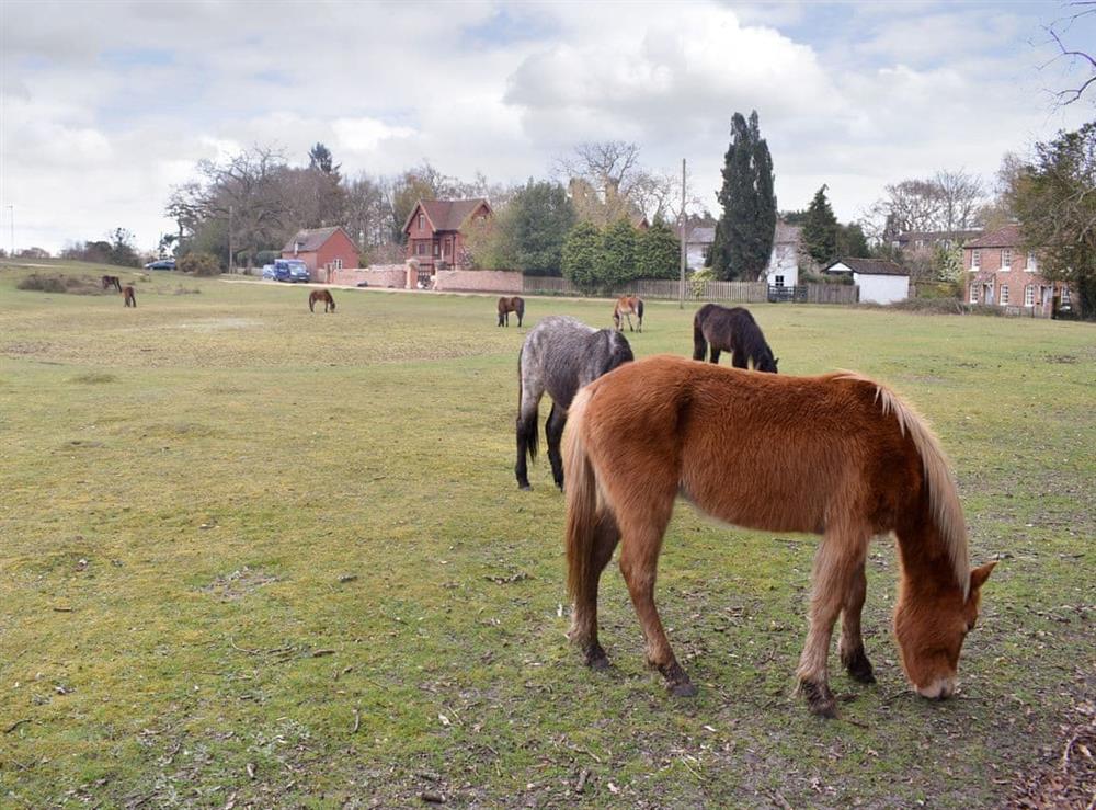 New Forest ponies within the local area (photo 2) at Lantern Cottage in Lyndhurst, Hampshire