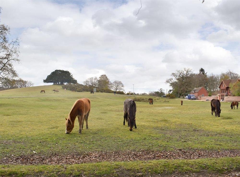 New Forest ponies within the local area at Lantern Cottage in Lyndhurst, Hampshire