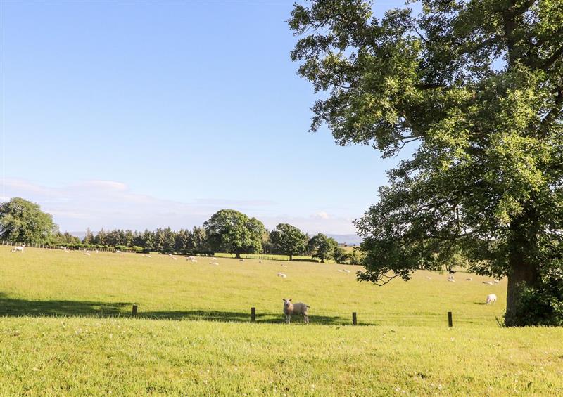 The setting of Lark Meadow