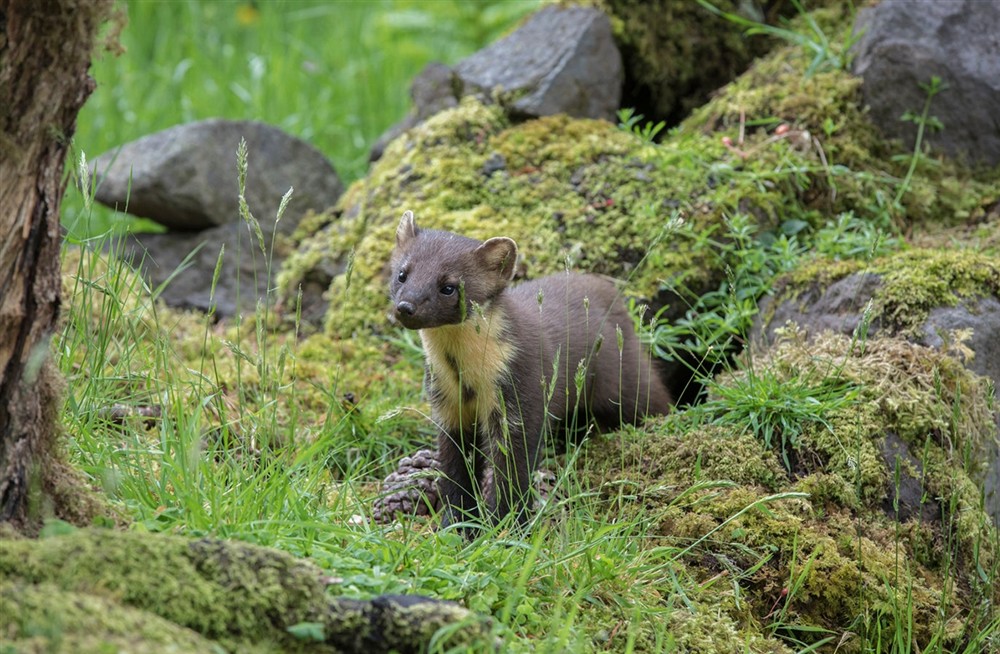 A pine marten is standing next to some mossy stones at Laundry Cottage in Morpeth, Northumberland