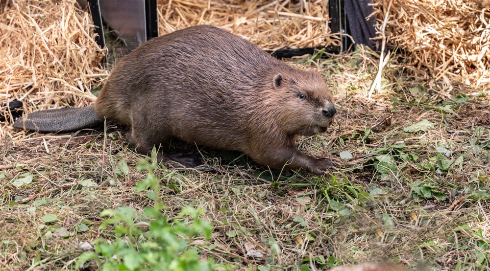 Beavers released on the Wallington Estate, Northumberland at Laundry Cottage in Morpeth, Northumberland